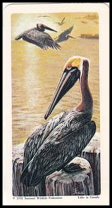 8 Brown Pelican